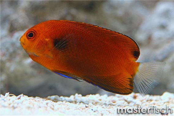 Orange angelfish