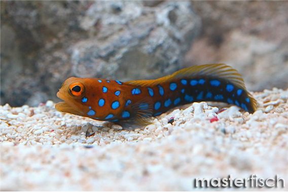 Blue Spotted Jaw Fish