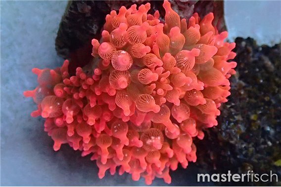 Bubble-tip anemone Pink