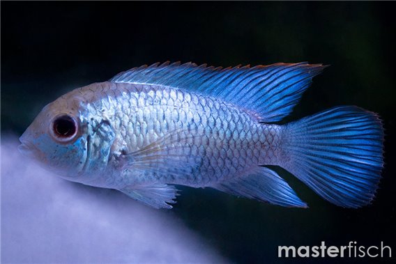 Neon Blue Acara