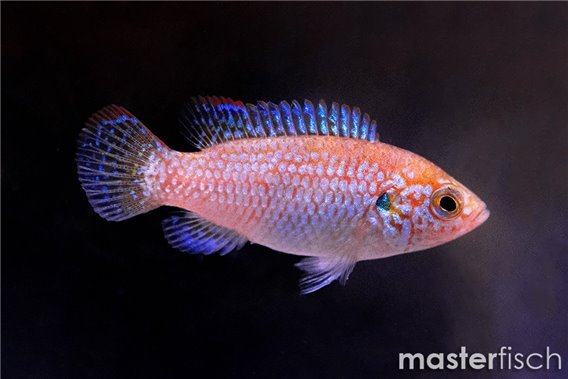 Blue Jewel Cichlid