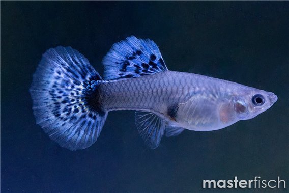 Guppy Blue Grass