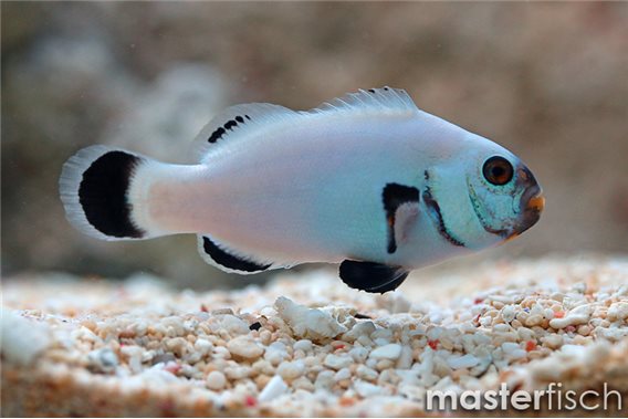 Platinium Percula Clowfish (bred)