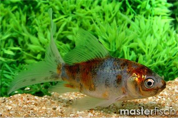 Shubunkin Goldfish
