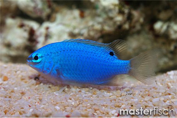 Bluedevil Damsel (Red-tail)