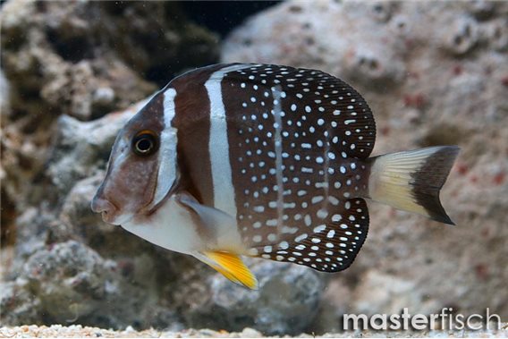 Mustard Surgeonfish