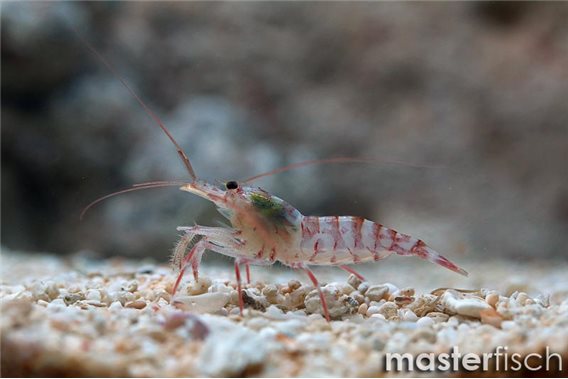 Cleaner Shrimp kuekenthali