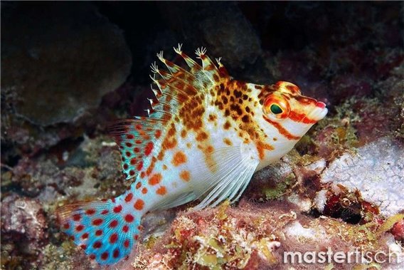 Falco Hawkfish