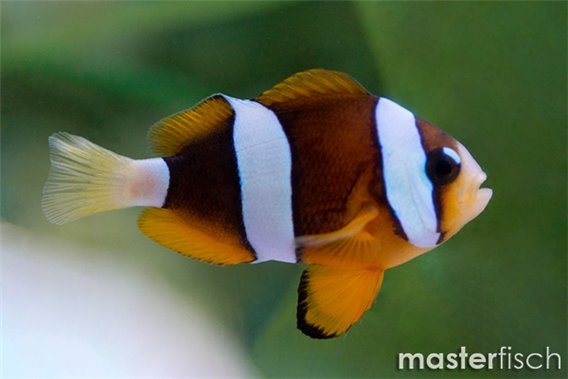 Yellowtail Clownfish Pearl Eye (bred)