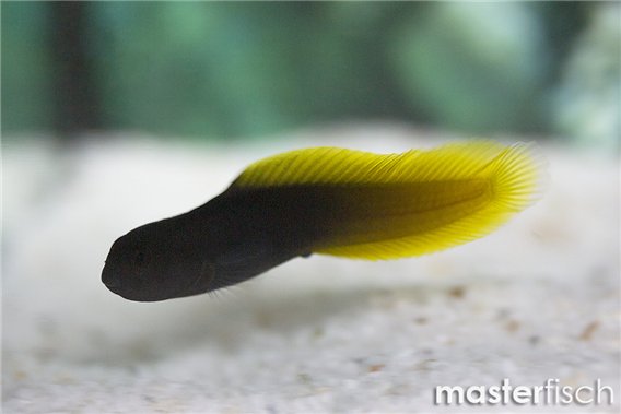 Flametail Blenny (bred)