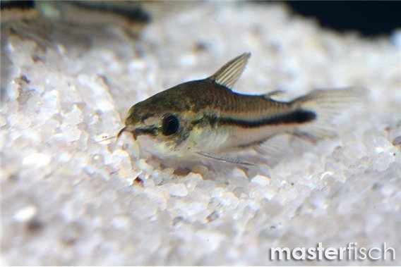 Pygmy Corydoras bred