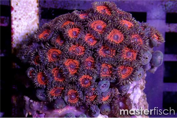 Red Zoanthids Polyp