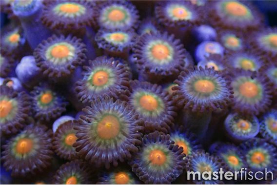 Orange Zoanthids Polyp