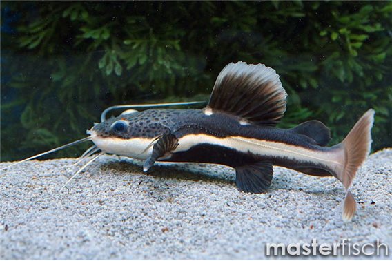 Redtail catfish