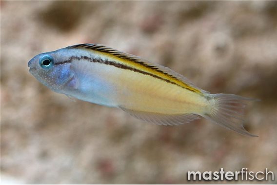 Blackline fangblenny (bred)
