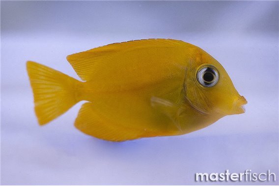Short-tail bristle-tooth