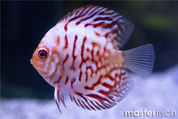 Discus Checkerboard Red