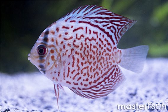 Discus Leopard Eruption
