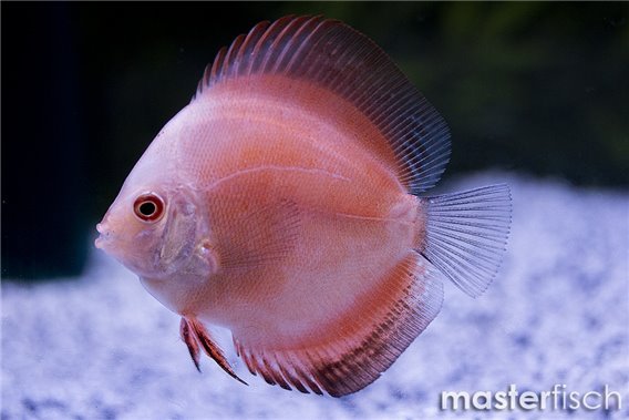 Discus Melon