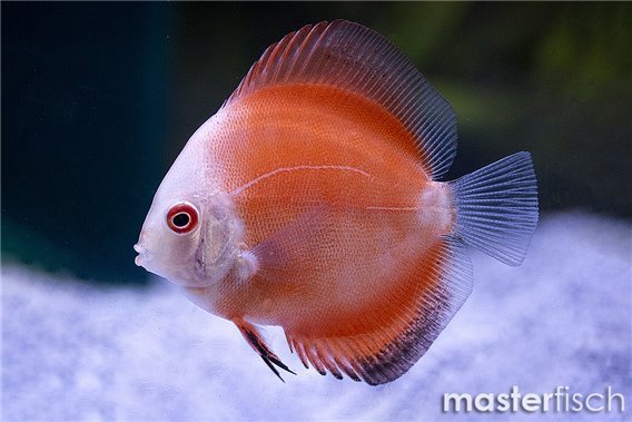 Diskus White face melon