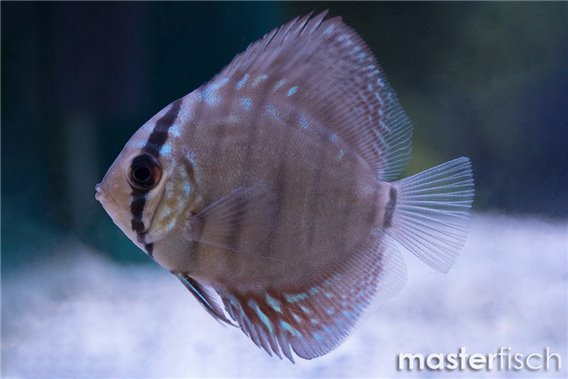 Discus Turquoise blue