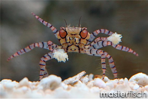 Pompom anemone crab