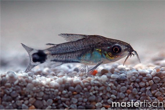 Dwarf corydoras