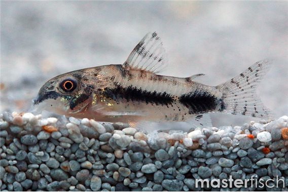 Salt and pepper catfish