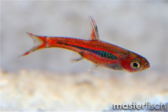 mosquito rasbora