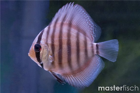 Discus San Merah