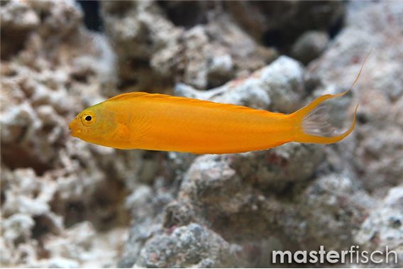 Canary Blenny