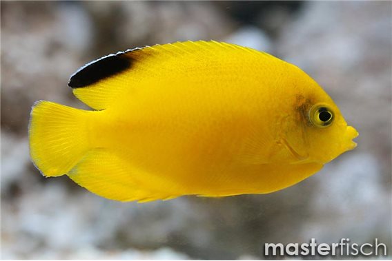 Blackfin Angelfish