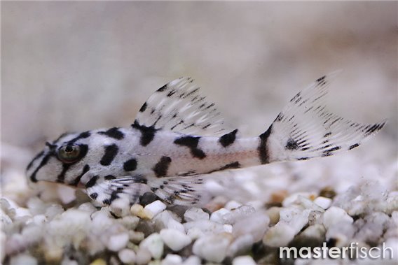 L236 Hypancistrus sp snow white (bred)