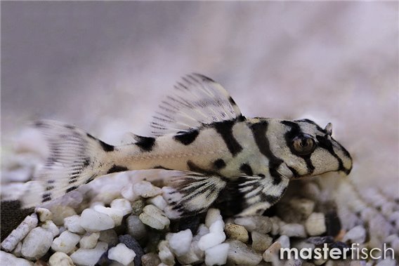 L236 Hypancistrus sp snow yellow (bred)