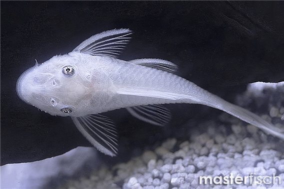 Ancistrus L144 snow white (bred)