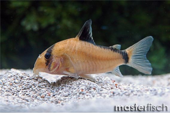 Bandit corydoras