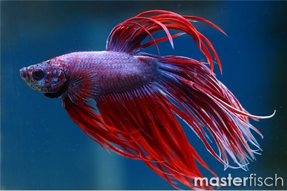 Fighting Fish crowntail show