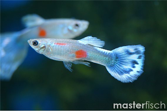 Guppy blue mosaic