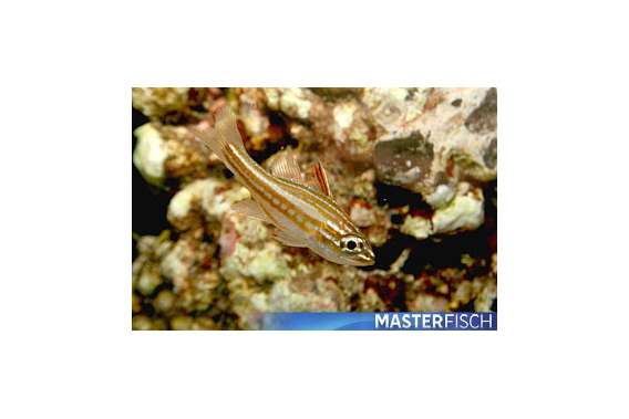 Lattice Cardinalfish