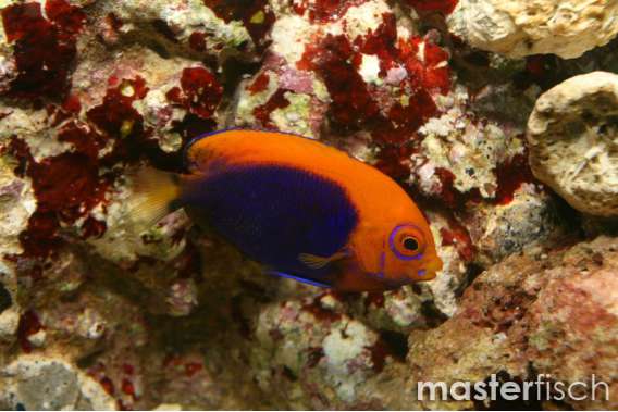 Orangeback angelfish (bred)