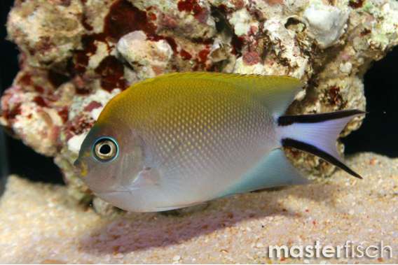 Blackspot Angelfish