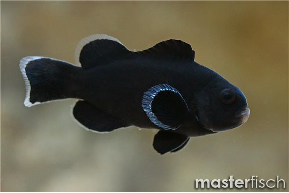 Midnight darwini (bred)