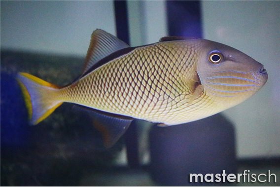 Redtail triggerfish