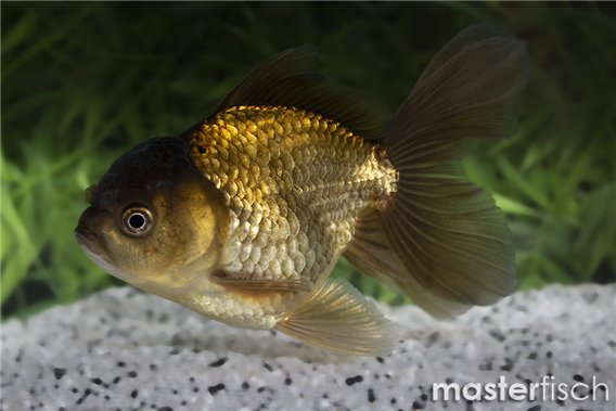 Black Lionhead Goldfish