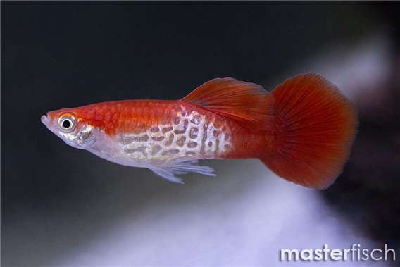 Red Blond Cobra Guppy