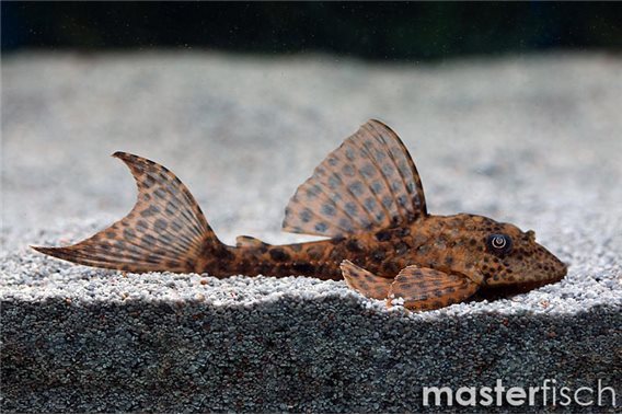 LDA24 Hypostomus sp.