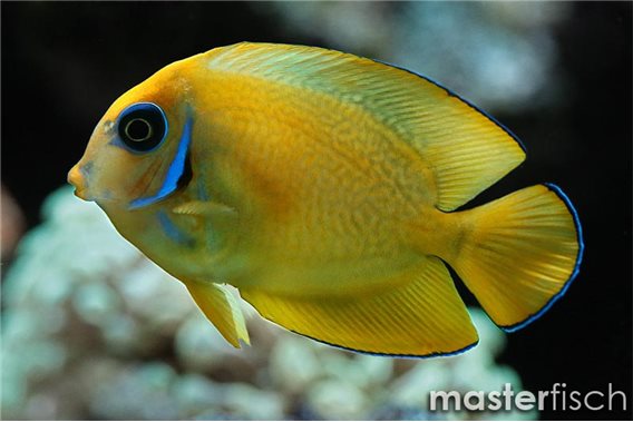 Chocolate surgeonfish Fiji