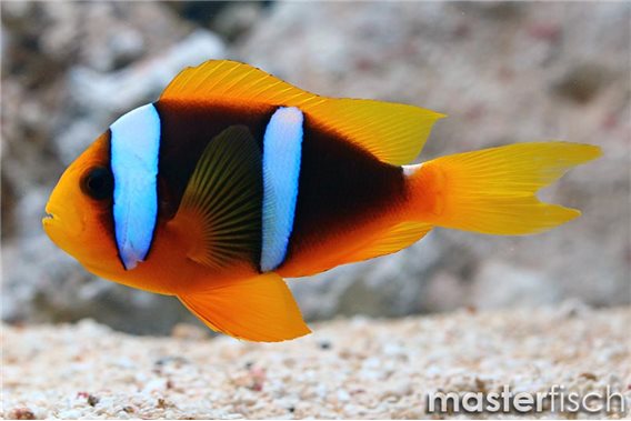 Orangefin anemonefish Micronesia