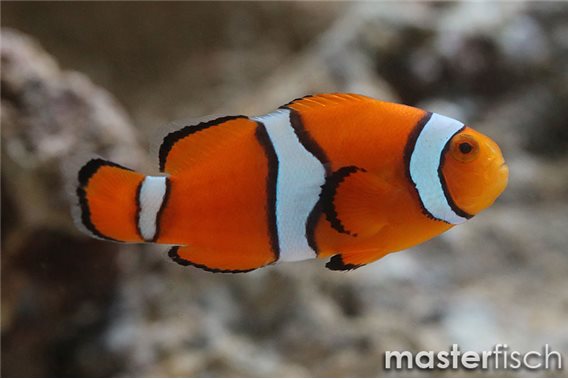 Orange clownfish