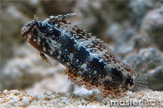 Floral blenny